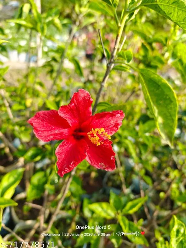 Red_Hibiscus_Plant_For_Outdoor