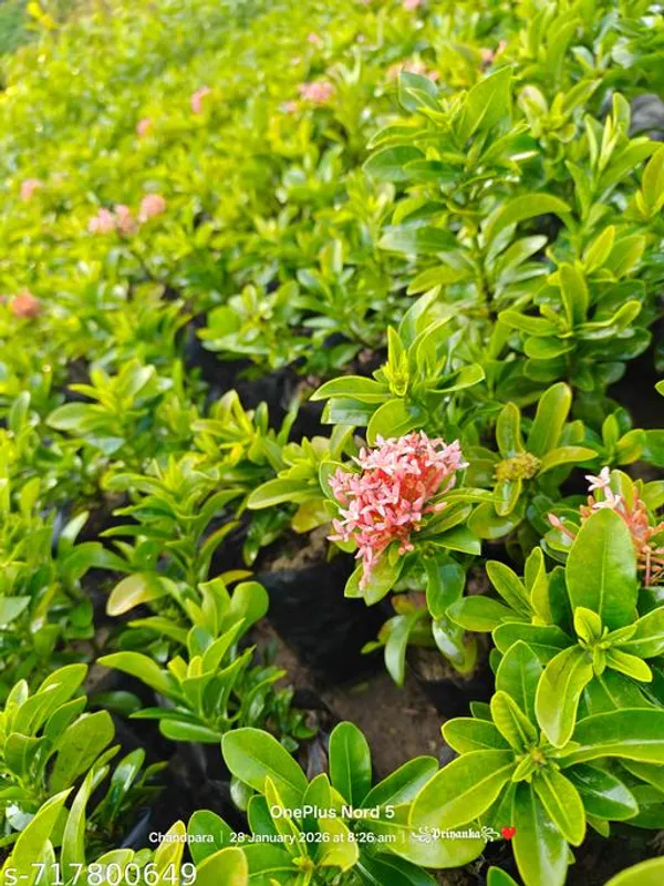 Pink_Rangan_Ixora_Plant_For_Outdoor