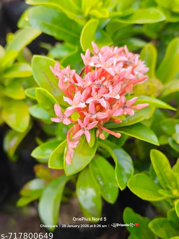 Pink_Rangan_Ixora_Plant_For_Outdoor