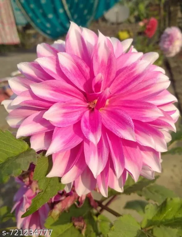 Pink_Dahliya_Flower_Plant_For_Outdoor