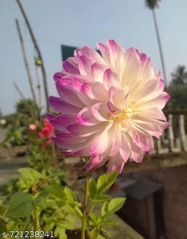 Light_Blue_Dahlia_Flower_Plant_For_Outdoor