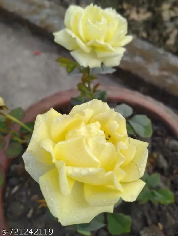 Yellow_Rose_For_Outdoor