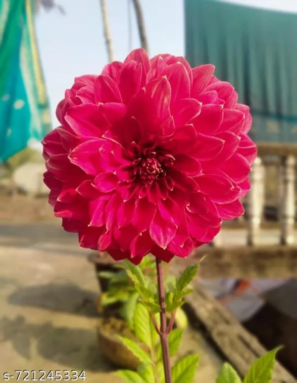 Red_Pink_Dahlia_Flower_Plant_For_Indoor