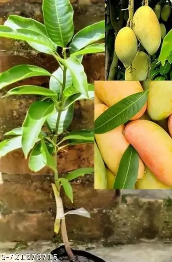 Yellow_Mango_Plant_For_Outdoor