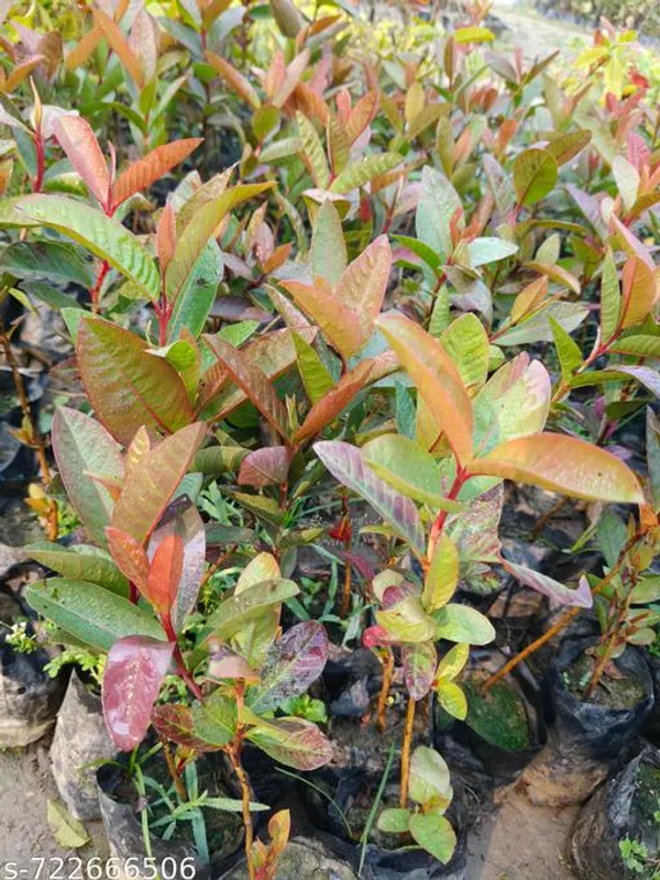 Pink_Sweet_Red_Guava_Plant_For_Outdoor