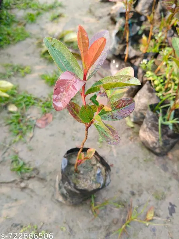 Pink_Sweet_Red_Guava_Plant_For_Outdoor