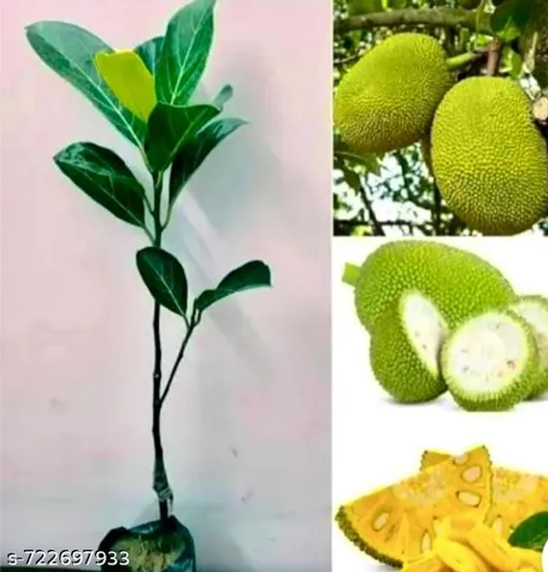 Green_Yellow_Jackfruit_Plant_For_Outdoor