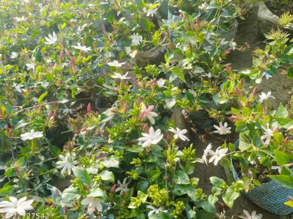 Green_Jui_Plant_Juhi_Live_For_Indoor