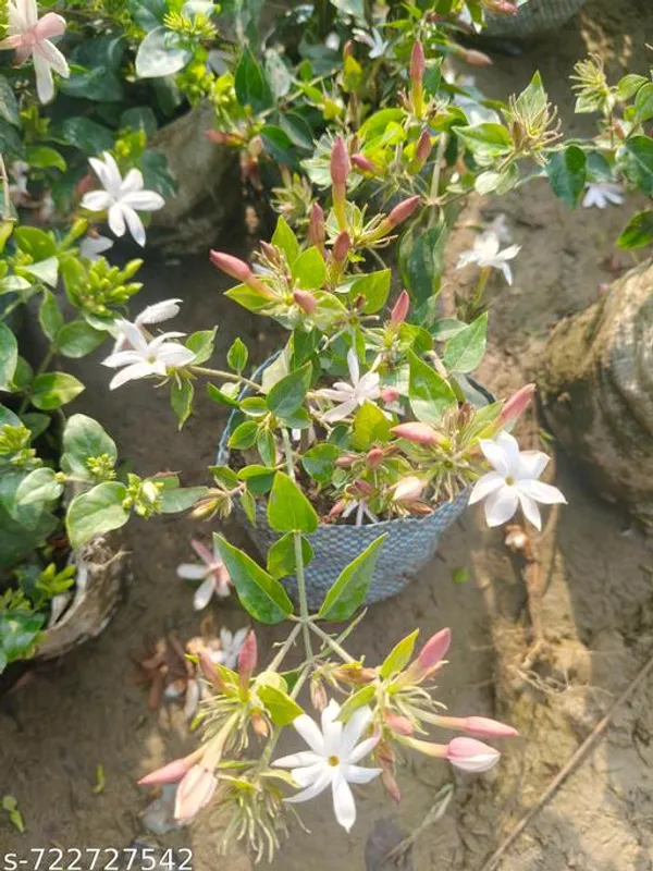Green_Jui_Plant_Juhi_Live_For_Indoor