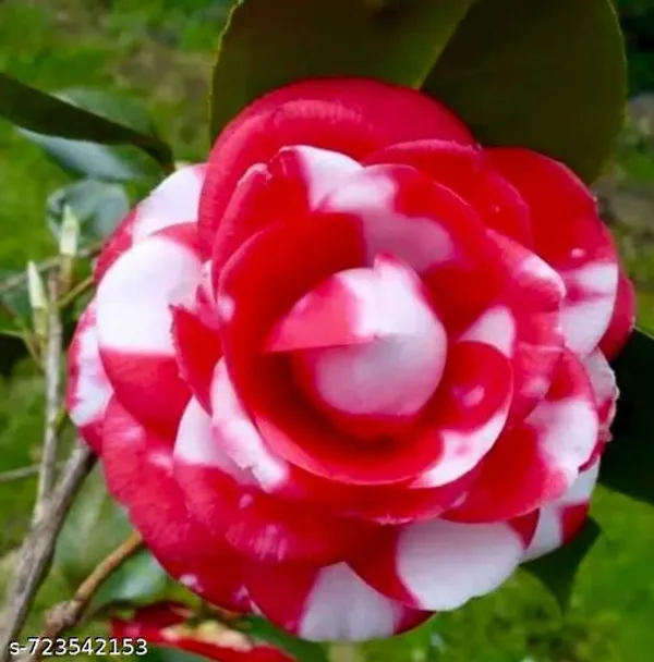 Red_Camelia_Plant_For_Outdoor