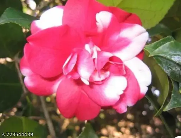 Pink_Camelia_Plant_For_Outdoor