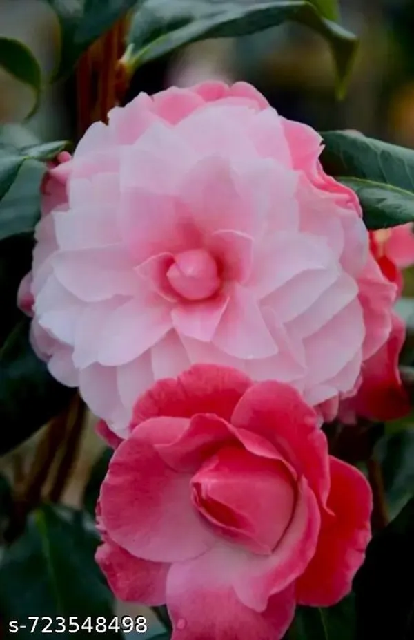 Pink_Light_Camelia_Plant_For_Outdoor