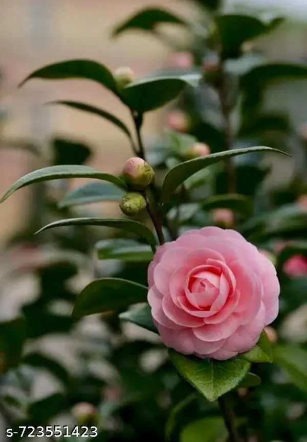 Pink_Camelia_Plant_For_Outdoor