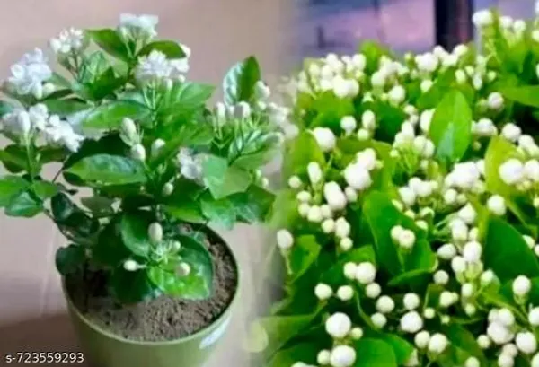 Premium_White_Jasmine_(Mogra)_Live_Plant_-_Sweet_Fragrance