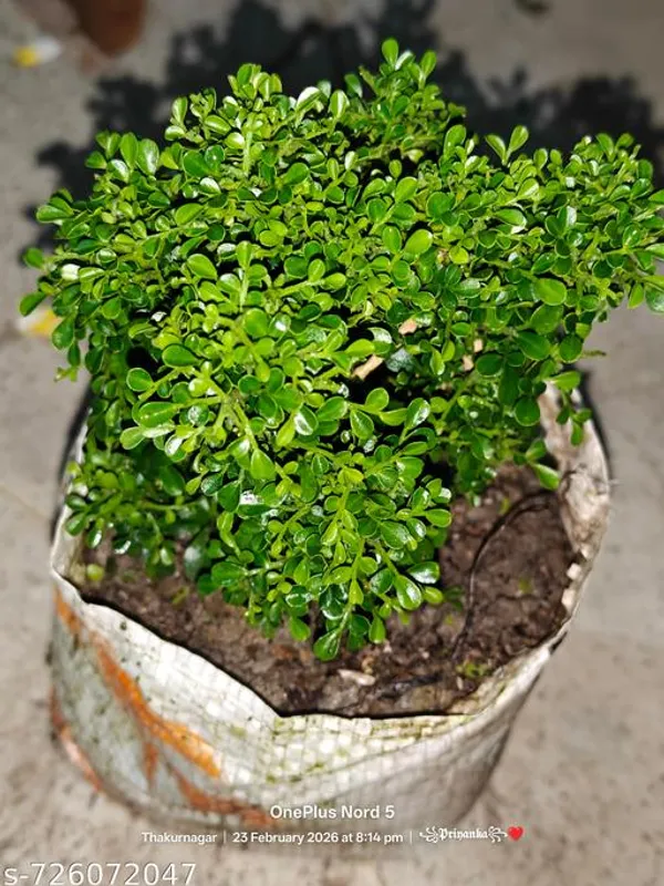 Green_Table_Kamini_Plant_For_Indoor