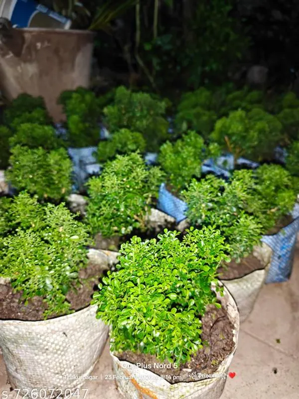 Green_Table_Kamini_Plant_For_Indoor