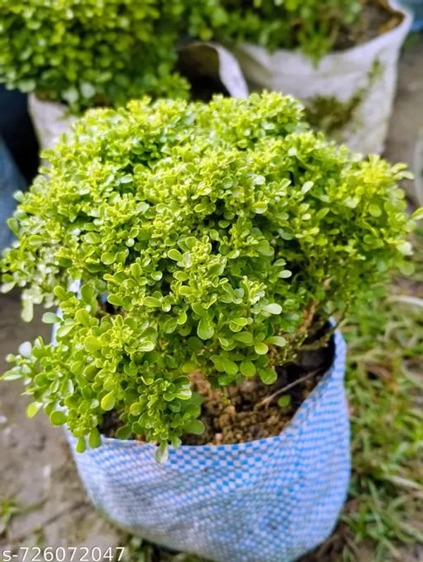 Green_Table_Kamini_Plant_For_Indoor