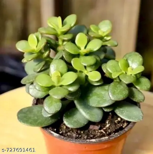 Green_Zade_Plant_For_Indoor