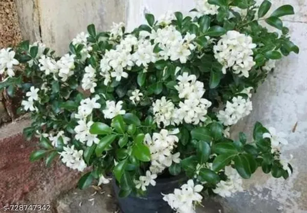 White_Kamini_Flower_Plant_For_Indoor