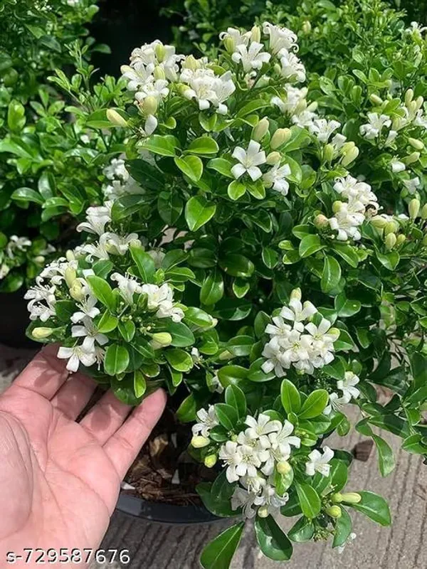 White_Kamini_Flower_Plant_For_Indoor