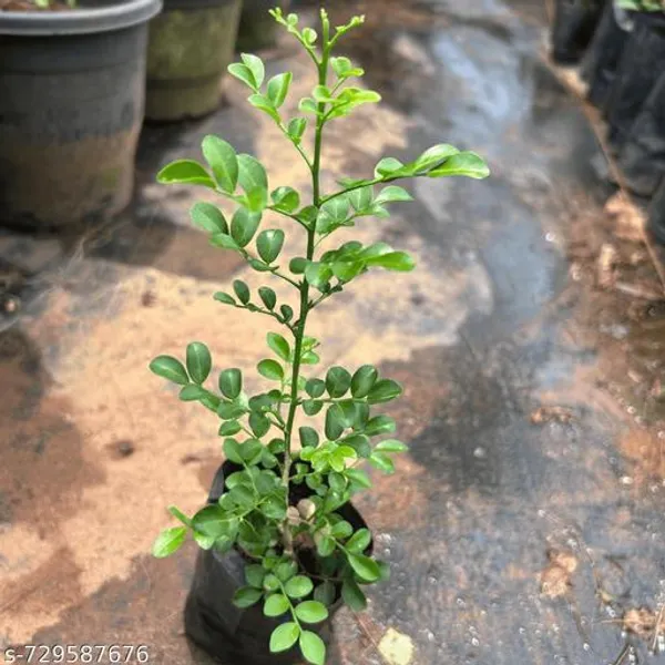 White_Kamini_Flower_Plant_For_Indoor