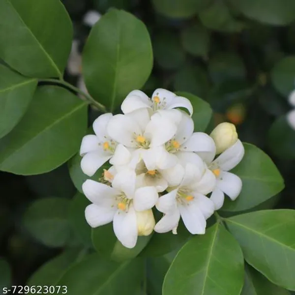 White_Kamini_Flower_Plant_For_Indoor