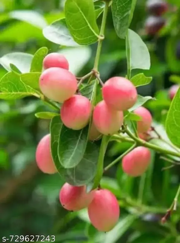 Red_Karmocha_Plant_For_Outdoor