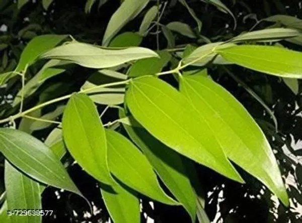 Green_Tejpata_Plant_For_Outdoor