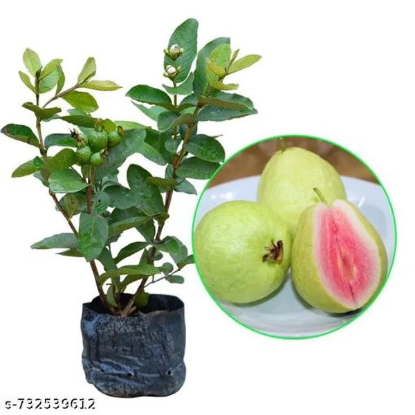 Green_Pink_Red_Guava_Plant_For_Outdoor