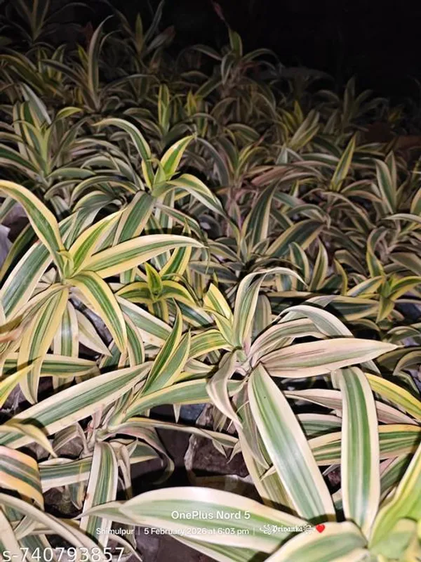 Green_White_Spider_Plant_For_Outdoor