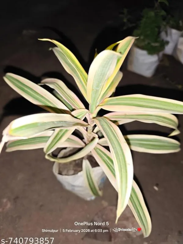 Green_White_Spider_Plant_For_Outdoor