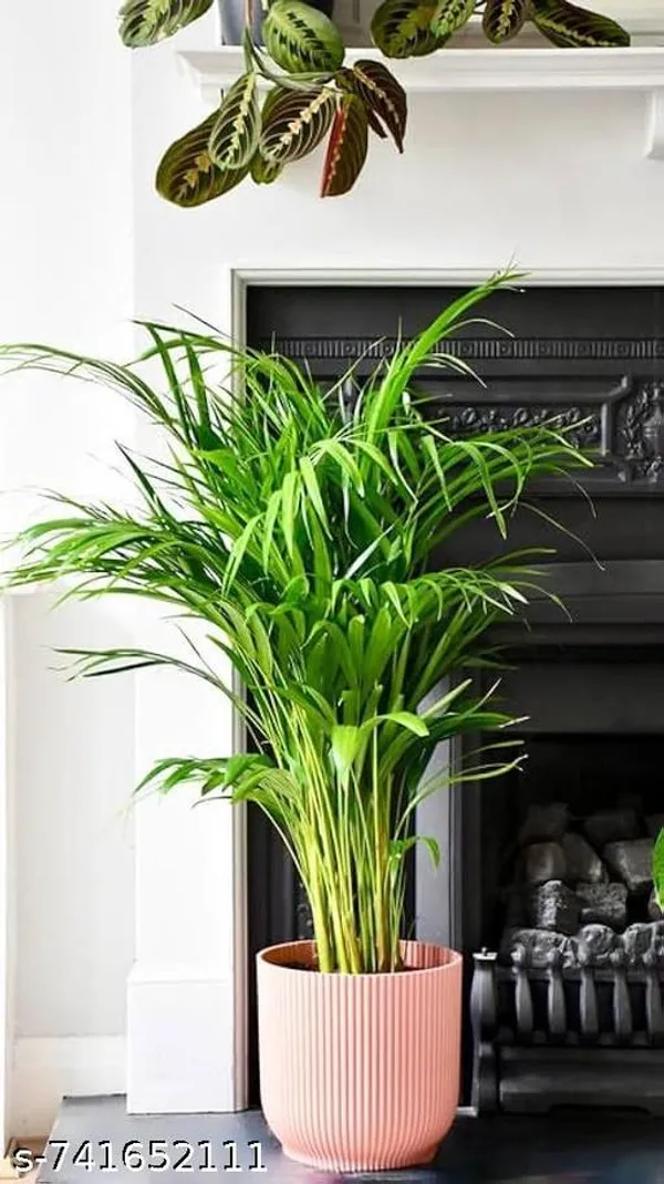 Green_Areca_Palm_Plant_For_Indoor