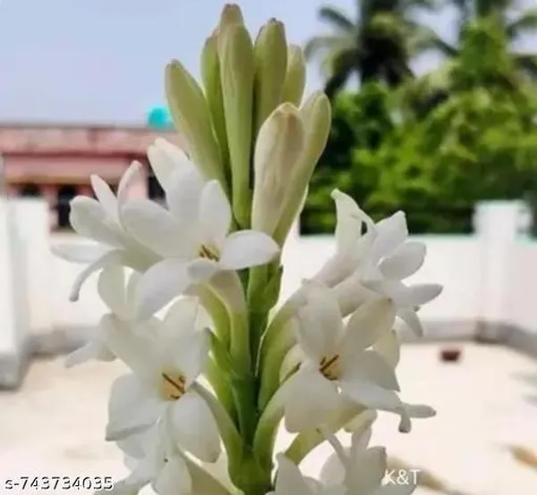 White_Rajanigandha_Double_Flower_Bulbs_5_For_Outdoor
