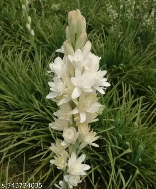 White_Rajanigandha_Double_Flower_Bulbs_5_For_Outdoor