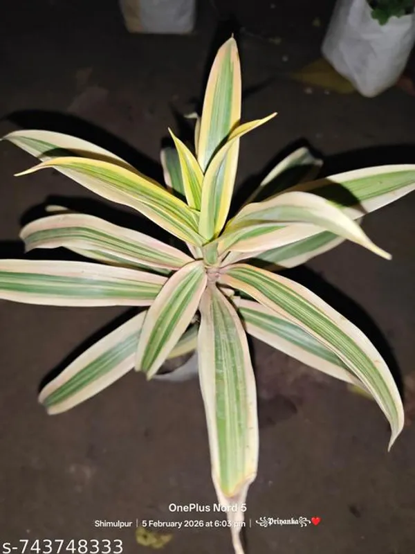 Green_White_Spider_Plant_For_Outdoor