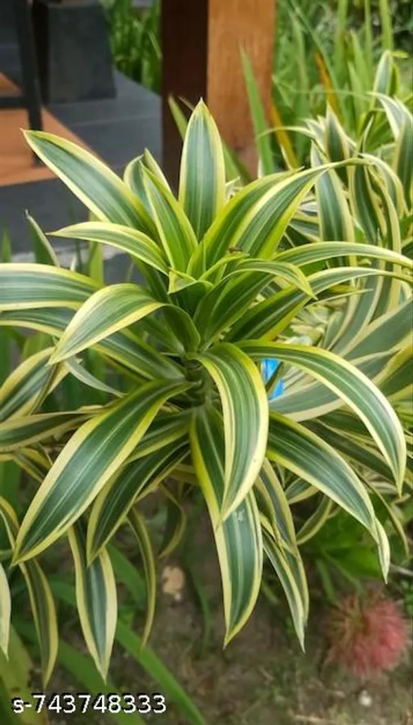 Green_White_Spider_Plant_For_Outdoor