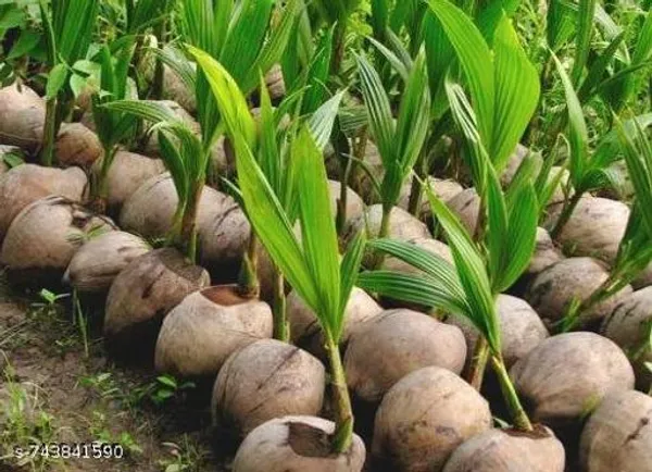 Green_Coconut_Fruit_Plant_For_Outdoor