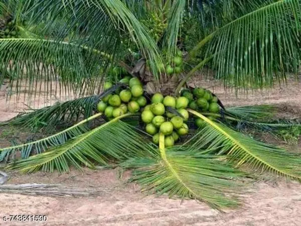 Green_Coconut_Fruit_Plant_For_Outdoor