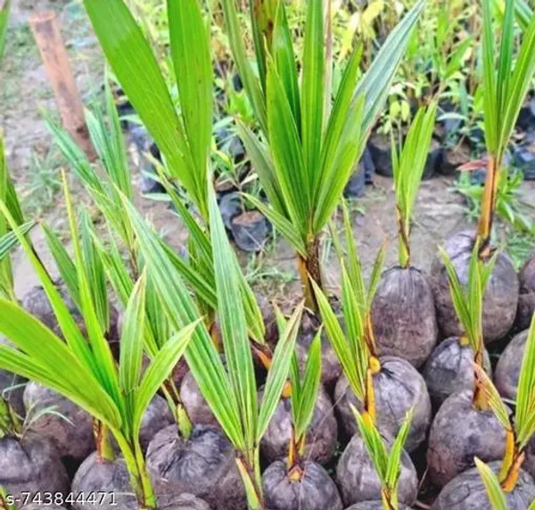 Green_Coconut_Fruit_For_Outdoor