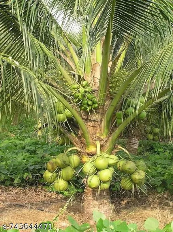 Green_Coconut_Fruit_For_Outdoor