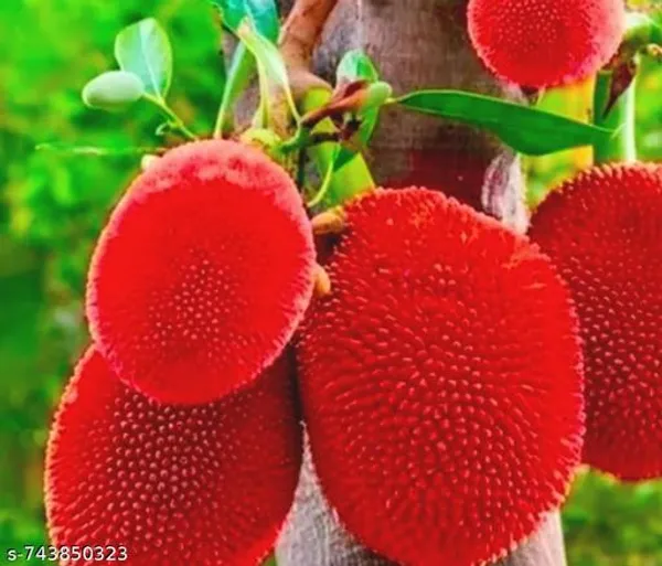 Red_Jackfruit_Plant_For_Outdoor
