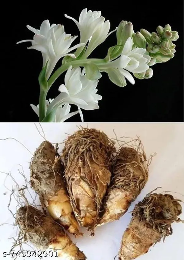 White_Rajnigandha_Tuberose_Flower_Bulbs_8_Pcs_Fragrant_Night_Blooming_Plant_For_Outdoor