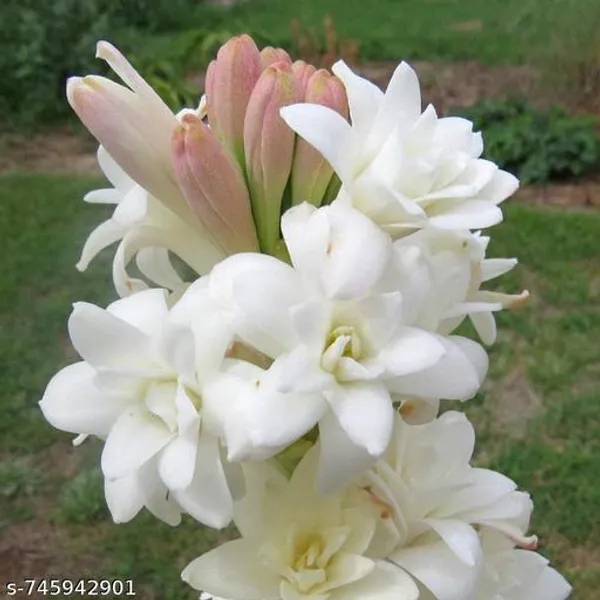 White_Rajnigandha_Tuberose_Flower_Bulbs_8_Pcs_Fragrant_Night_Blooming_Plant_For_Outdoor