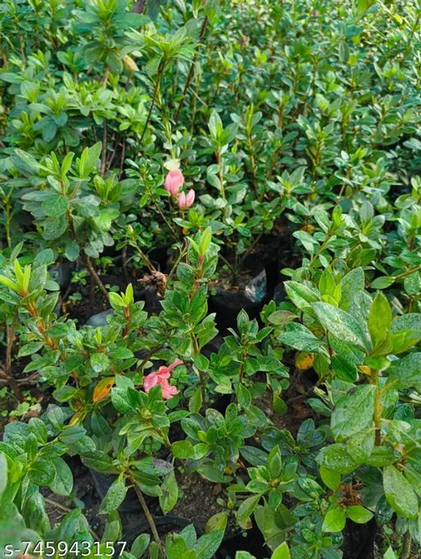 Pink_Azalea_Flower_Plant_Live_Blooming_For_Outdoor