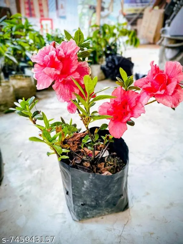 Pink_Azalea_Flower_Plant_Live_Blooming_For_Outdoor