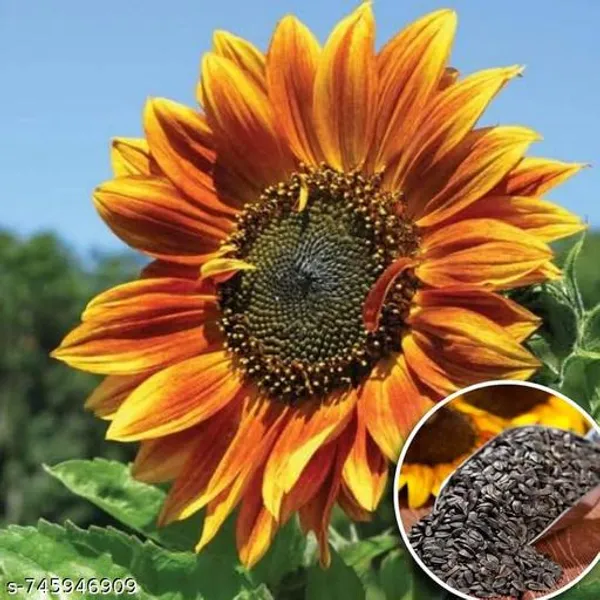 Green_Premium_Sunflower_Seeds_100G_For_Home_Gardening_High_Germination_Flower_Outdoor