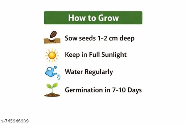 Green_Premium_Sunflower_Seeds_100G_For_Home_Gardening_High_Germination_Flower_Outdoor