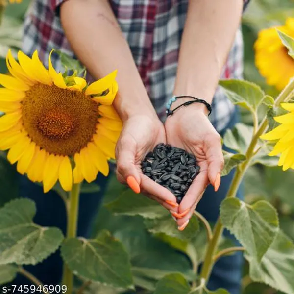 Green_Premium_Sunflower_Seeds_100G_For_Home_Gardening_High_Germination_Flower_Outdoor