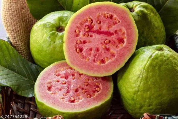 Green_Pink_Guava_Plant_For_Outdoor