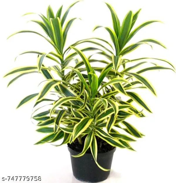 Green_Spider_Plant_For_Indoor